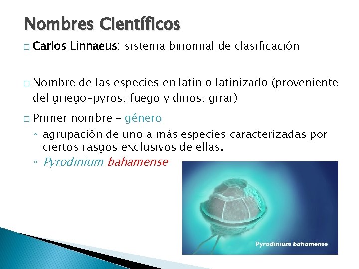 Nombres Científicos � � � Carlos Linnaeus: sistema binomial de clasificación Nombre de las
