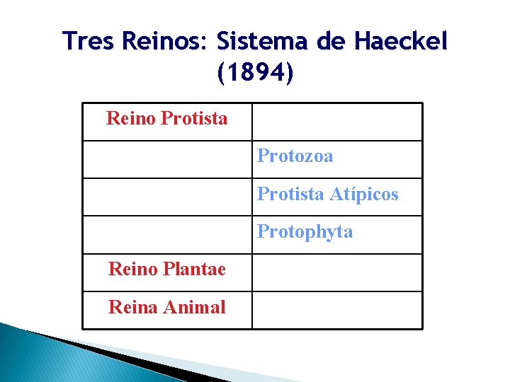Tres Reinos: Sistema de Haeckel (1894) Reino Protista Protozoa Protista Atípicos Protophyta Reino Plantae