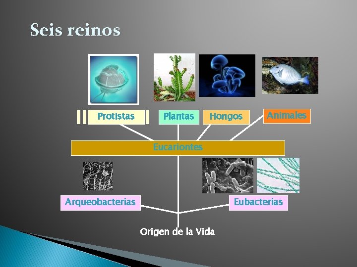 Seis reinos Protistas Plantas Hongos Animales Eucariontes Arqueobacterias Eubacterias Origen de la Vida 