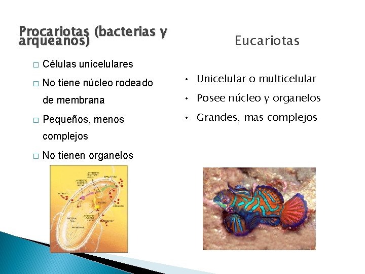 Procariotas (bacterias y arqueanos) Eucariotas � Células unicelulares � No tiene núcleo rodeado •