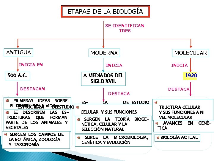 ETAPAS DE LA BIOLOGÍA SE IDENTIFICAN TRES ANTIGUA MODERNA INICIA EN 500 A. C.