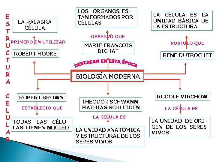 E S LA PALABRA CÉLULA T R PRIMERO EN UTILIZAR U C ROBERT HOOKE