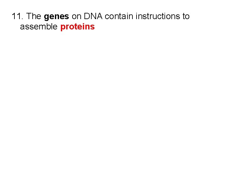 11. The genes on DNA contain instructions to assemble proteins 