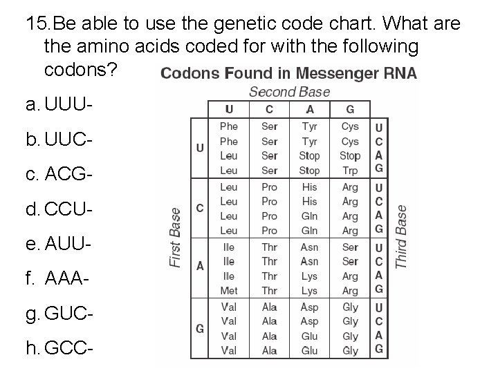 15. Be able to use the genetic code chart. What are the amino acids