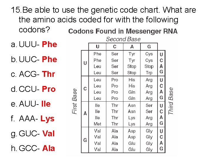 15. Be able to use the genetic code chart. What are the amino acids