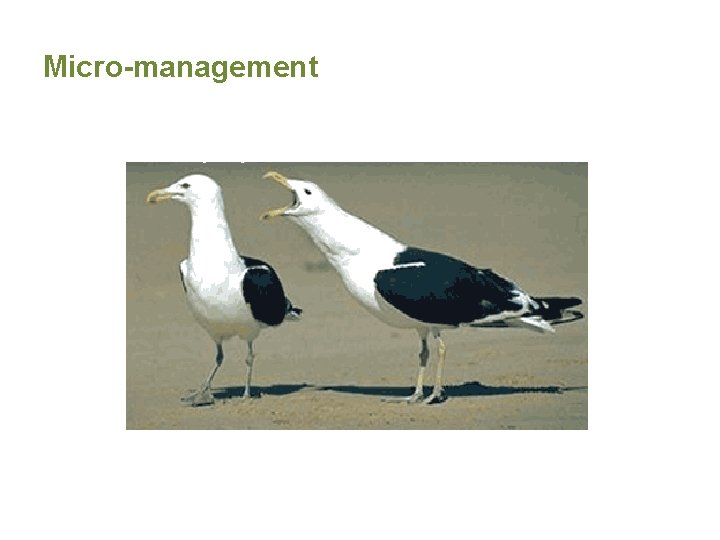 Micro-management 