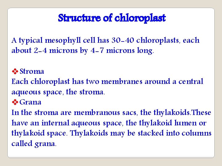 Structure of chloroplast A typical mesophyll cell has 30 -40 chloroplasts, each about 2