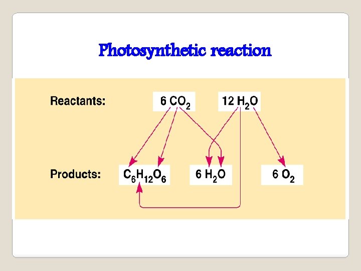 Photosynthetic reaction 