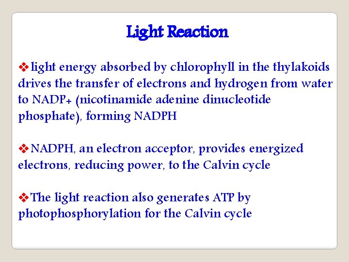 Light Reaction vlight energy absorbed by chlorophyll in the thylakoids drives the transfer of