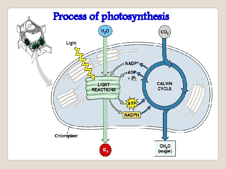 Process of photosynthesis 