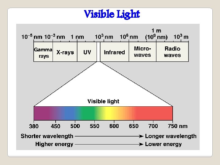 Visible Light 
