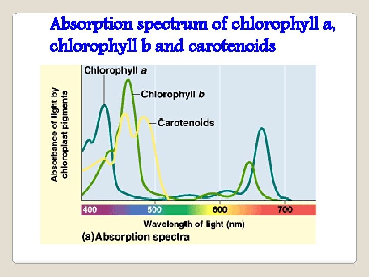 Absorption spectrum of chlorophyll a, chlorophyll b and carotenoids 