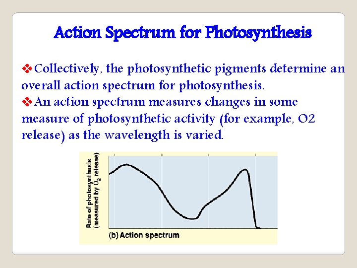 Action Spectrum for Photosynthesis v. Collectively, the photosynthetic pigments determine an overall action spectrum