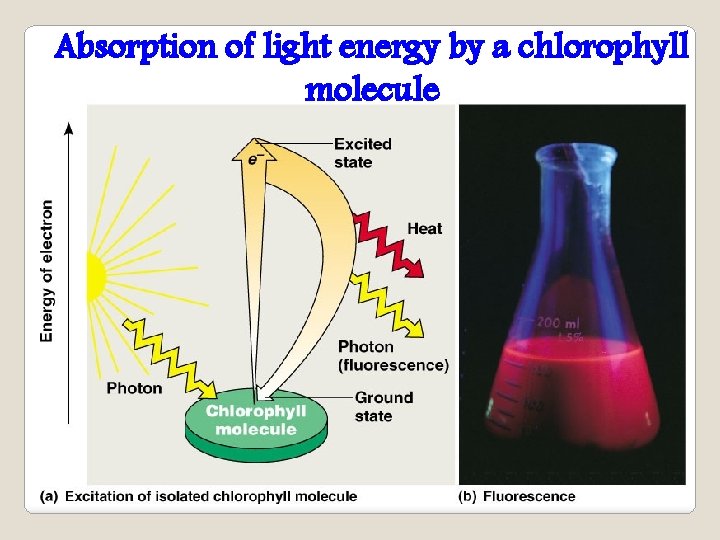 Absorption of light energy by a chlorophyll molecule 