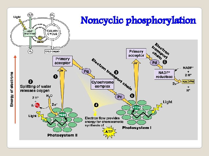 Noncyclic phosphorylation 