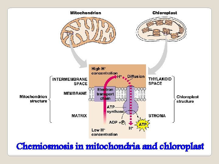 Chemiosmosis in mitochondria and chloroplast 