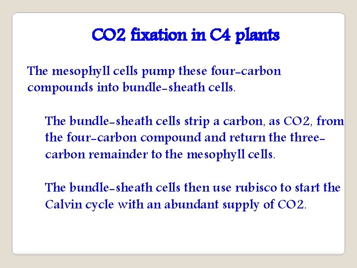 CO 2 fixation in C 4 plants The mesophyll cells pump these four-carbon compounds