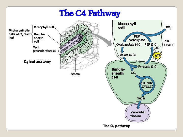 The C 4 Pathway 