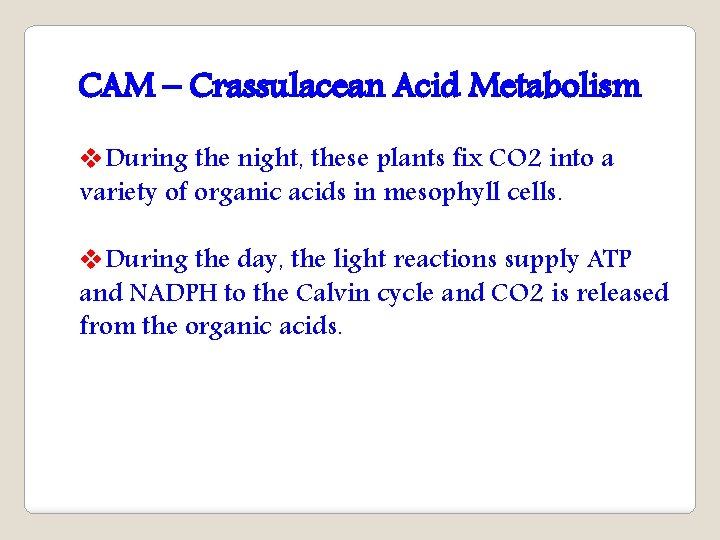 CAM – Crassulacean Acid Metabolism v. During the night, these plants fix CO 2