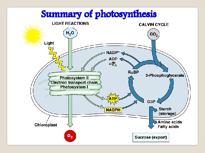 Summary of photosynthesis 