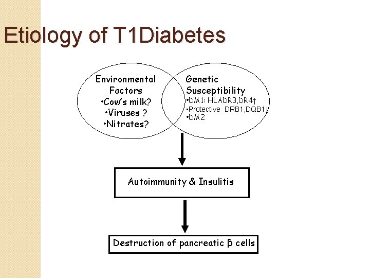 Etiology of T 1 Diabetes Environmental Factors • Cow’s milk? • Viruses ? •