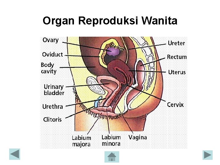 Organ Reproduksi Wanita Organ Reproduksi Wanita