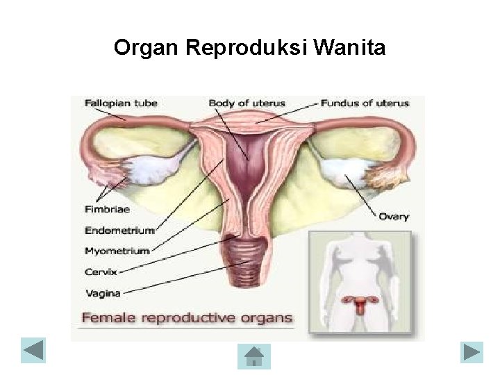 Organ Reproduksi Wanita 