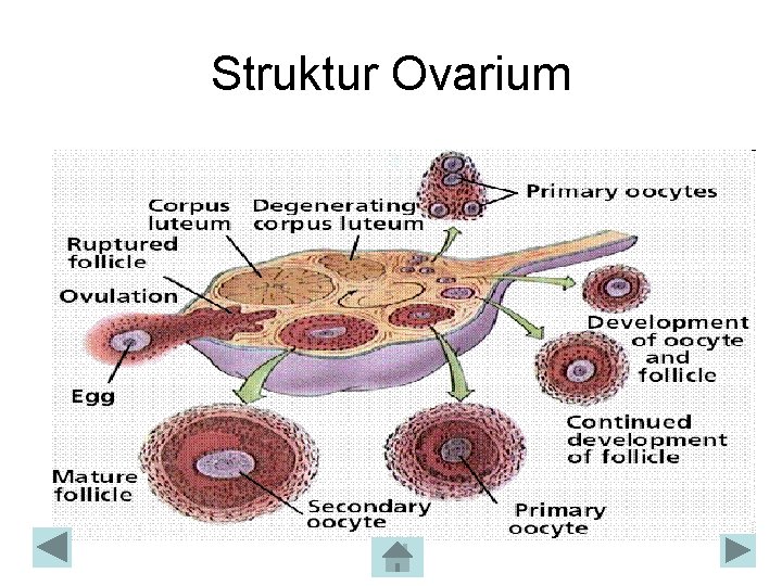 Struktur Ovarium Struktur Ovarium