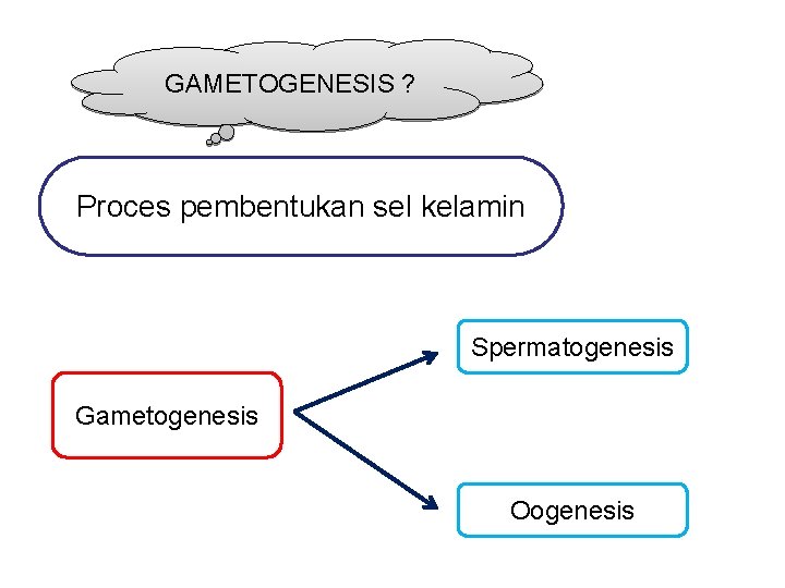 GAMETOGENESIS ? Proces pembentukan sel kelamin Spermatogenesis Gametogenesis Oogenesis 