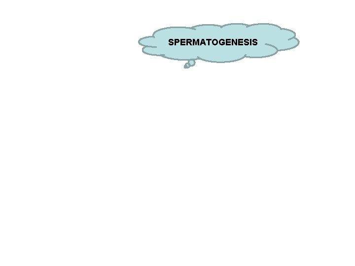 SPERMATOGENESIS SPERMATOGENESIS