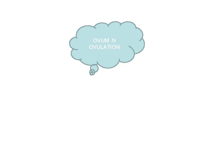 OVUM N OVULATION OVUM N OVULATION