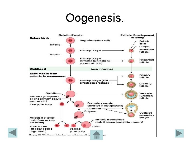 Oogenesis. 