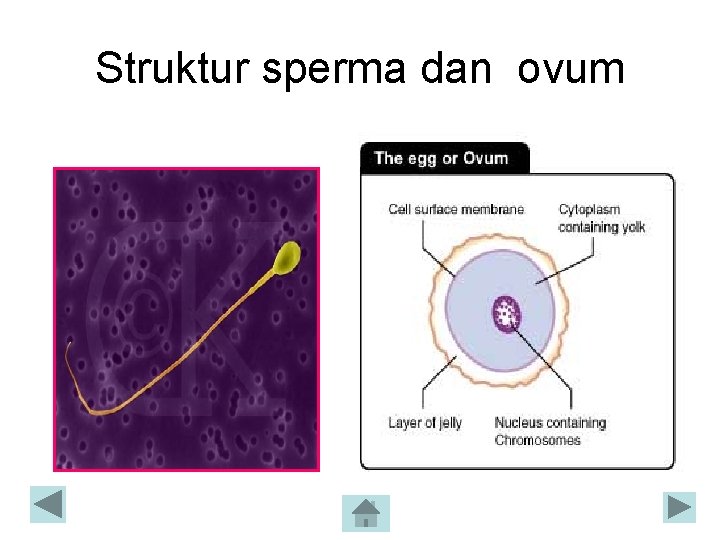 Struktur sperma dan ovum 