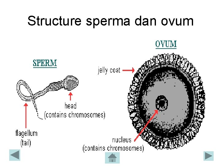 Structure sperma dan ovum 