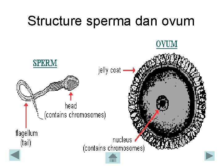 Structure sperma dan ovum Structure sperma dan ovum