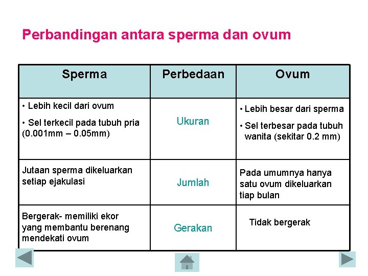 Perbandingan antara sperma dan ovum Sperma Perbedaan • Lebih kecil dari ovum • Sel Perbandingan antara sperma dan ovum Sperma Perbedaan • Lebih kecil dari ovum • Sel