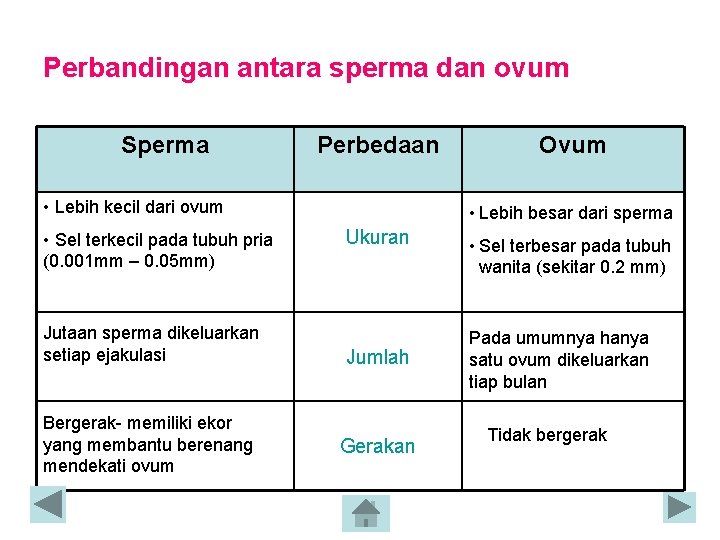 Perbandingan antara sperma dan ovum Sperma Perbedaan • Lebih kecil dari ovum • Sel