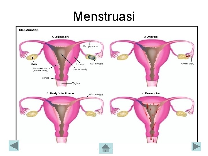 Menstruasi 