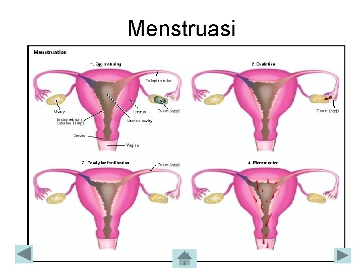 Menstruasi Menstruasi