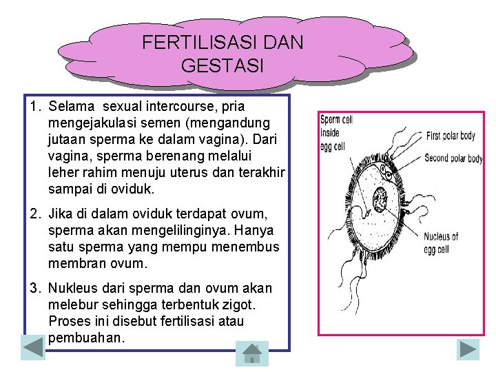 FERTILISASI DAN GESTASI 1. Selama sexual intercourse, pria mengejakulasi semen (mengandung jutaan sperma ke FERTILISASI DAN GESTASI 1. Selama sexual intercourse, pria mengejakulasi semen (mengandung jutaan sperma ke