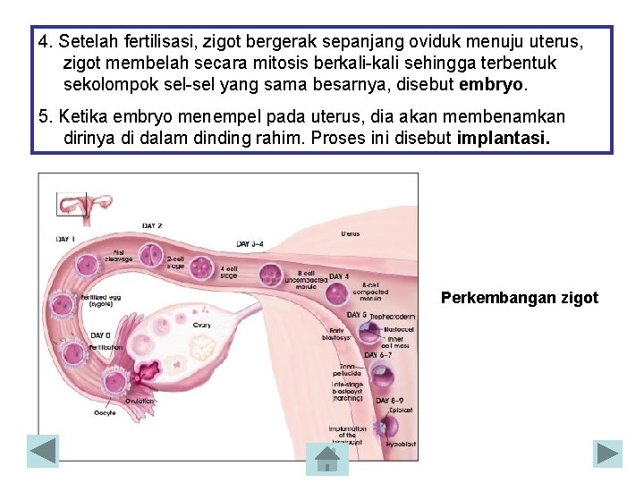 4. Setelah fertilisasi, zigot bergerak sepanjang oviduk menuju uterus, zigot membelah secara mitosis berkali-kali 4. Setelah fertilisasi, zigot bergerak sepanjang oviduk menuju uterus, zigot membelah secara mitosis berkali-kali