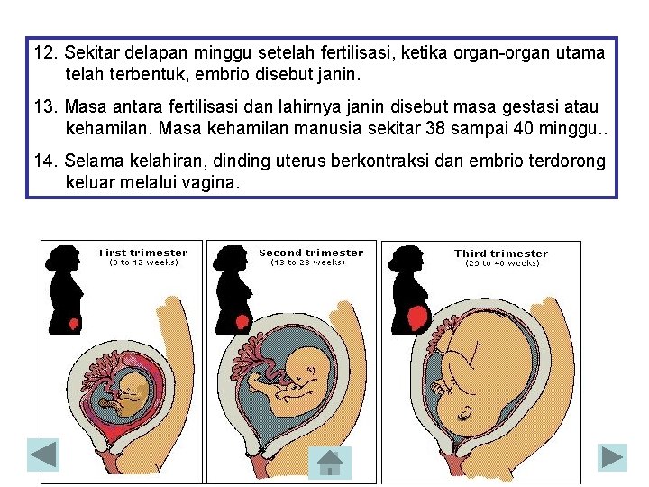 12. Sekitar delapan minggu setelah fertilisasi, ketika organ-organ utama telah terbentuk, embrio disebut janin. 12. Sekitar delapan minggu setelah fertilisasi, ketika organ-organ utama telah terbentuk, embrio disebut janin.