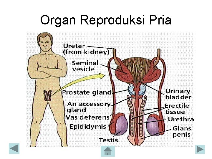 Organ Reproduksi Pria Organ Reproduksi Pria