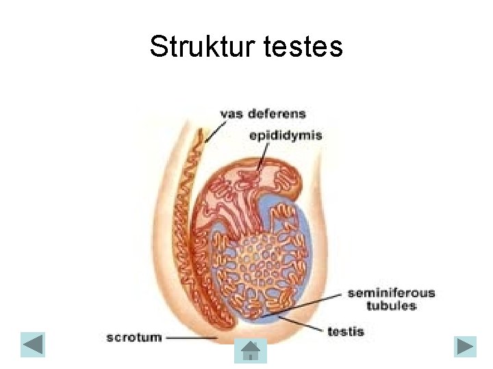 Struktur testes 