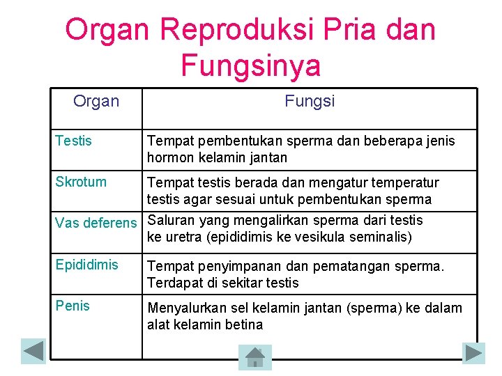 Organ Reproduksi Pria dan Fungsinya Organ Testis Fungsi Tempat pembentukan sperma dan beberapa jenis