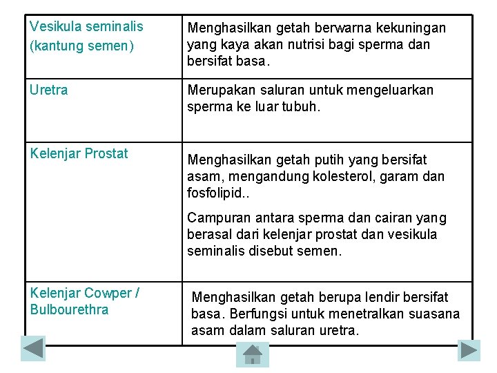 Vesikula seminalis (kantung semen) Menghasilkan getah berwarna kekuningan yang kaya akan nutrisi bagi sperma