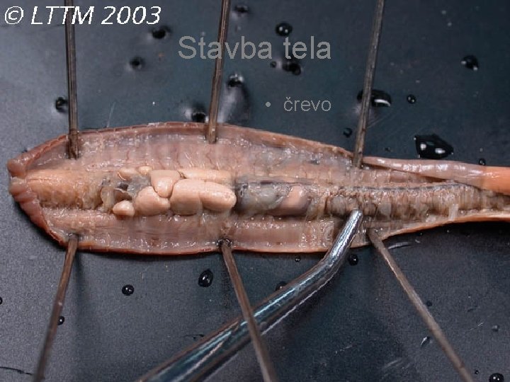 Stavba tela • črevo 