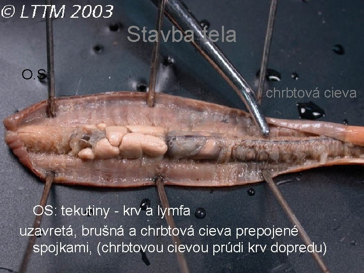 Stavba tela O. S: chrbtová cieva OS: tekutiny - krv a lymfa uzavretá, brušná