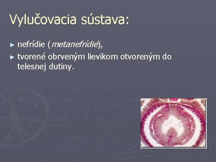Vylučovacia sústava: nefrídie (metanefrídie), ► tvorené obrveným lievikom otvoreným do telesnej dutiny. ► 