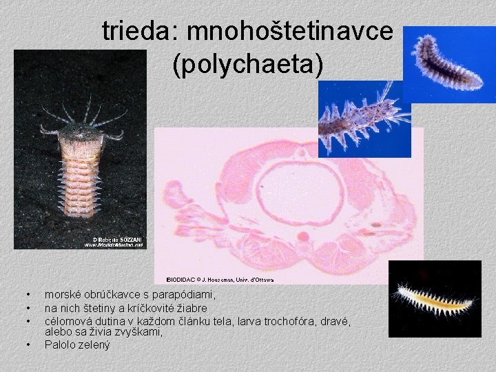 trieda: mnohoštetinavce (polychaeta) • • morské obrúčkavce s parapódiami, na nich štetiny a kríčkovité